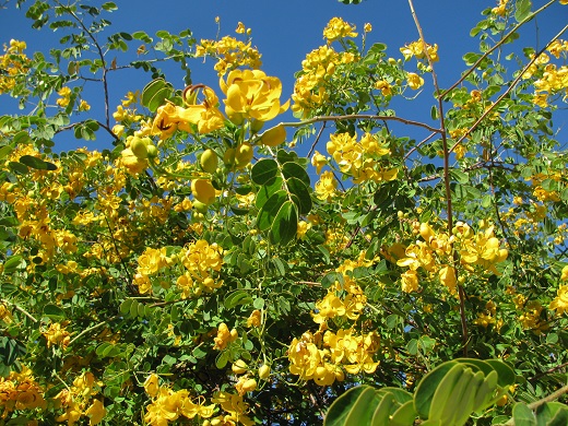 Cassia Bahama 7G [Bahamensis]